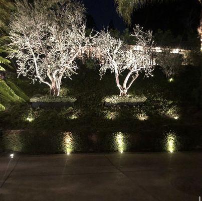 Back yard lights. Wanted to see the new olive trees at night.