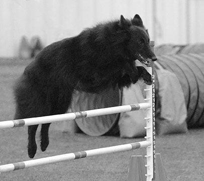 Agility is not just for border collies!