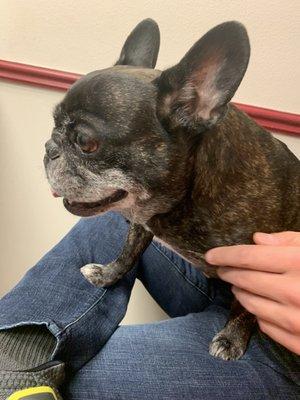 My oldest French Bulldog, Moose, waiting to see the vet for an orthopedic exam.