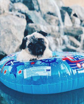 Missy in her Pug Boat