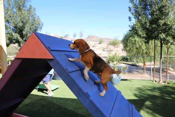 The outdoor training facilities at Cesar Millan's Dog Psychology Center