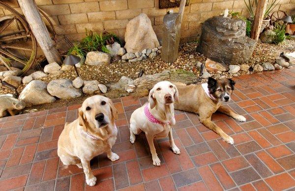 L-R: Norma Jean, Blondie, Bella