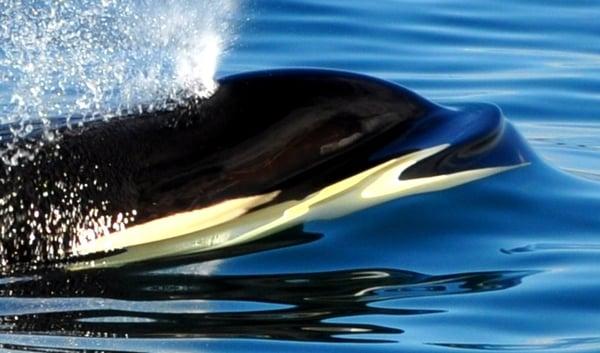 Killer Whale (Orca) breathes at the surface