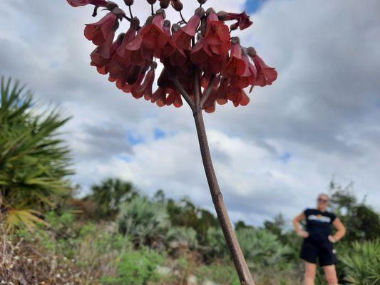 Highlands Scrub Natural Area