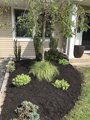 This is a bed of black mulch with a cherry tree and small shrubbery