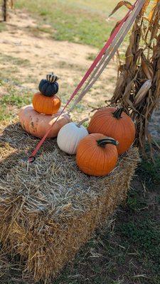 More pumpkins