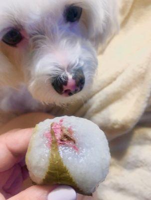 Sakuramochi rice cake filled with red bean and a curious Fendi