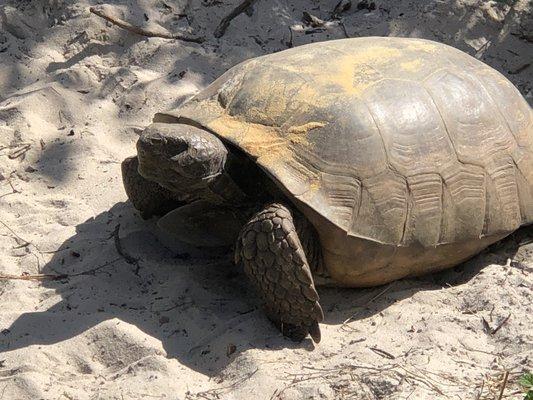 Gopher tortoise