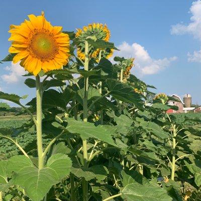 Such a beautiful day to visit the sunflower fields