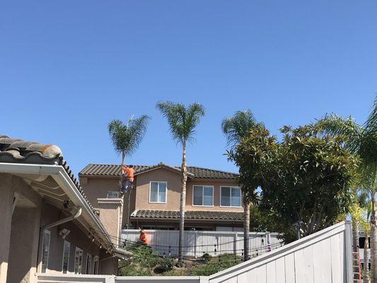 Crew working on the Queen Palms on the hill.