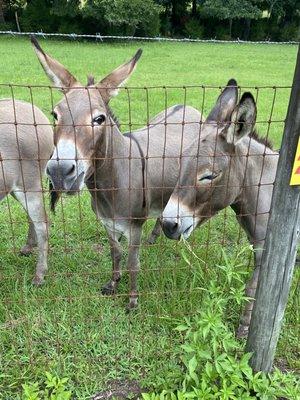 Love  the miniature donkeys!