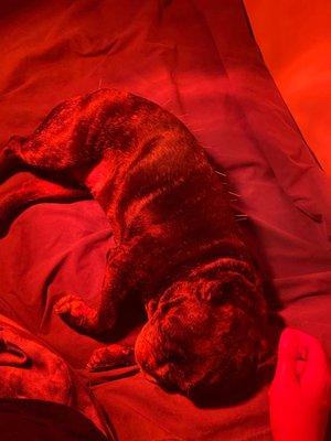 Yuki relaxed with her acupuncture needles and heat lamp