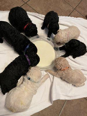 standard AKC Poodle litter, Home Whelp with stand by Assist if needed from Stockyards