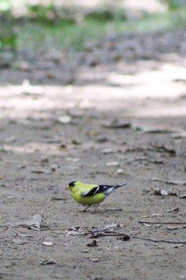 American Goldfinch