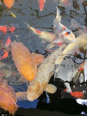 Koi are living art