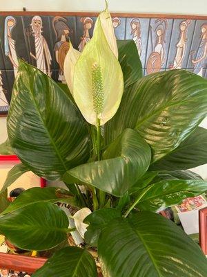 Peace lily plant delivered by Montgomery Village Florist March 30 for remembrance service. Still looking good!