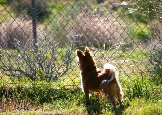 Companion Animal Clinic