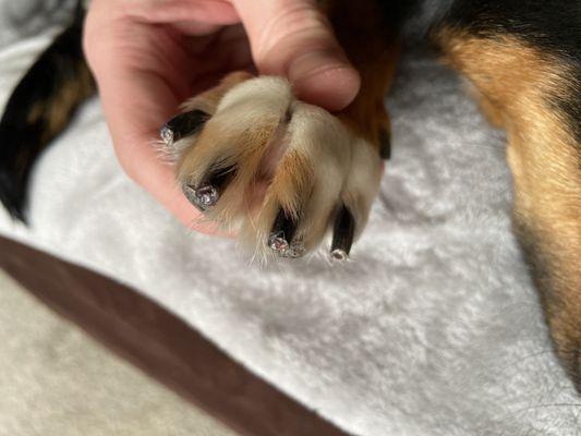 My dogs bleeding nails. Nails from both paws continue to bleed.