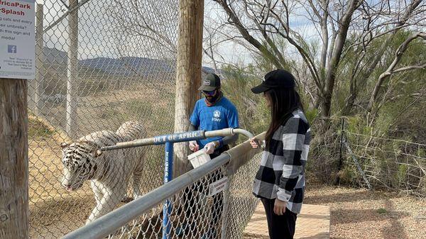 Tiger Feeding ($5)