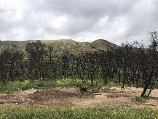 Lots of trees burnt within the park