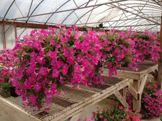 Wave Petunia hanging baskets