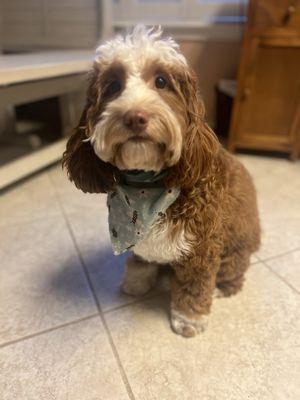 Cowboy the crazy pup has perfect little paws and we can see his eyes again. He smells so good too!