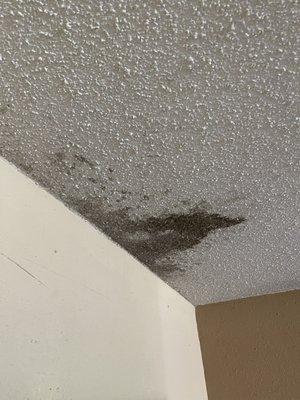 Black mold on the ceiling