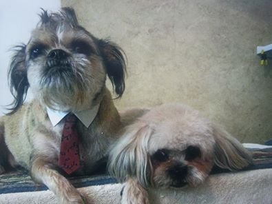 TEDDY AND ROCKY GROOMED BY KATHY'S K9 SERVICES