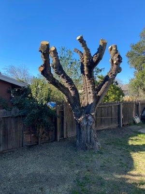 Mulberry tree trimmed