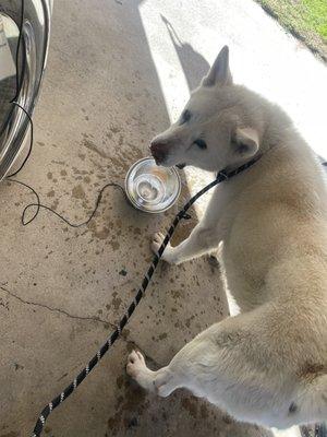 Big boy loves the water fountain they gifted us!