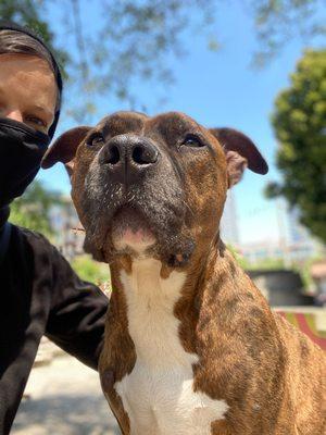 My amazing American Staffordshire Terrier Bronson bonding with a friend.