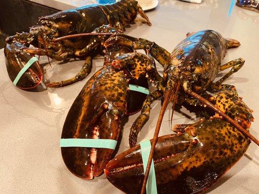 Two (2-3 lbs) live lobsters