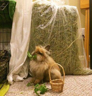 Giant bag of hay. Bunny for scale.