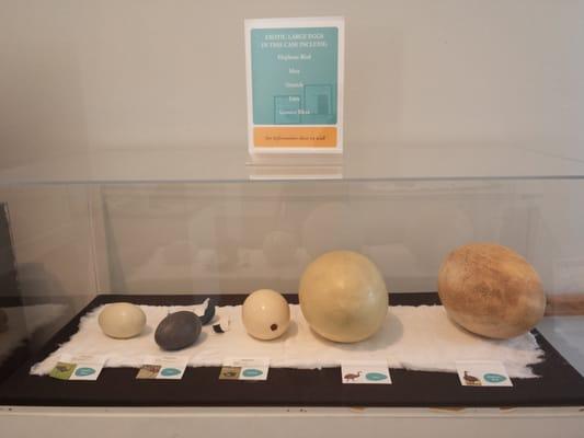 Egg special exhibit