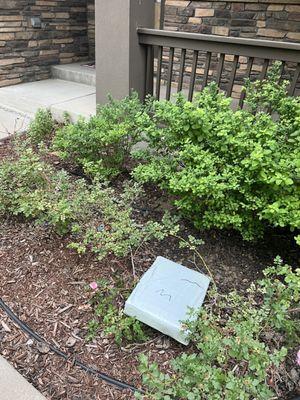 Smashed rose bush.  Couldn't they have thrown it on the porch?