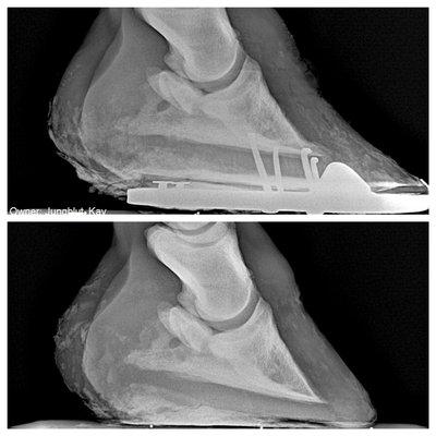 6/30/20 Dorsal toe crack progression lateral radiograph.