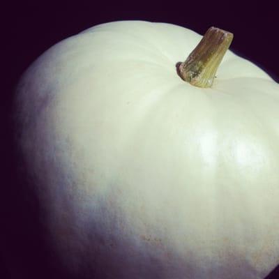 white pumpkins!