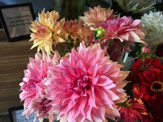 Dahlia's. Get them now.