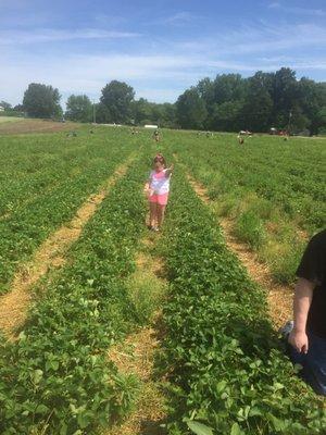 My niece having a blast picking strawberries!