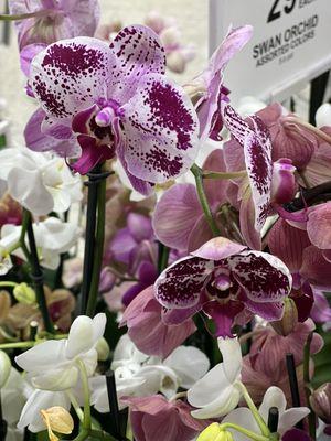 Moth orchids