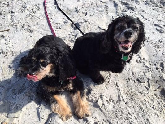 Beach Bark pups live the sand and the sun!