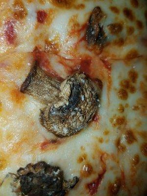 Majority of the mushrooms had mold