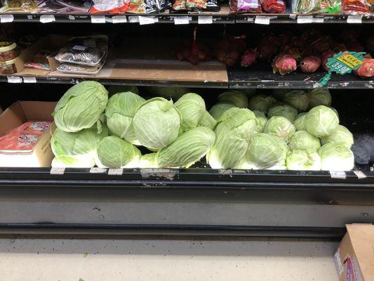 Monster sized cabbage!