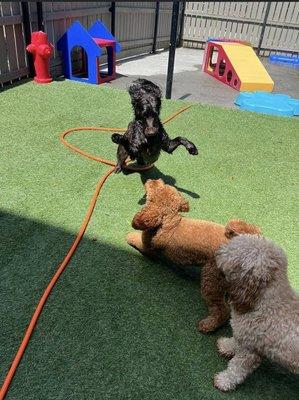 Buzz playing with another pup