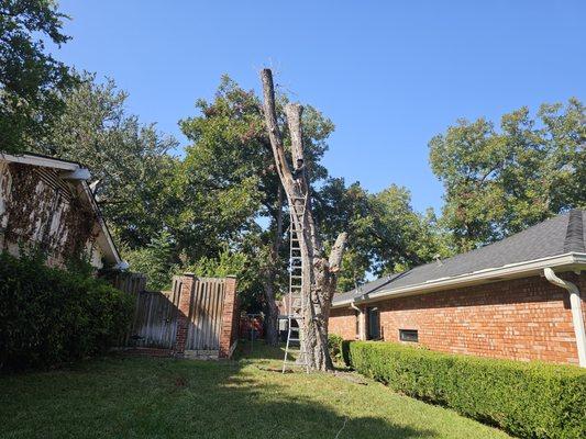 We have no problem dealing with dead trees. Give us a call.