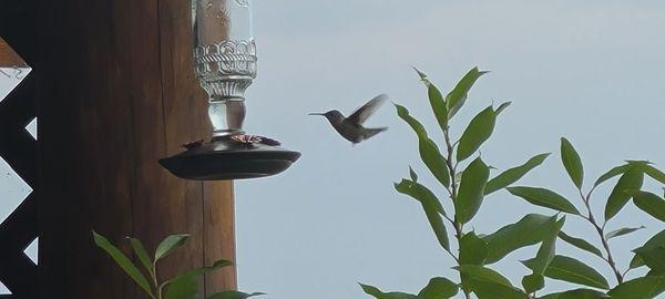 Free hummingbirds with each rental