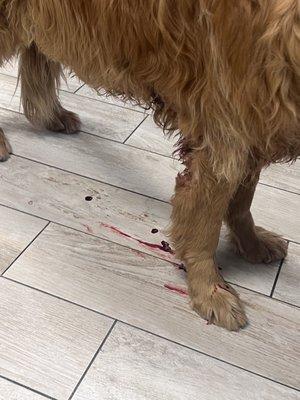 Blood still dripping hours later after she was at Vistancia animal hospital they had to wipe her blood off the floor when we left