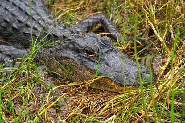 One of the many gators we saw at Shark Valley