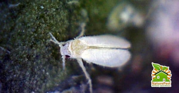 Whitefly Control Miami
 https://goo.gl/pCorsx