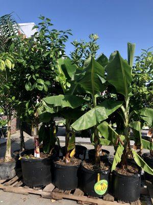 Huge banana leaves